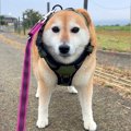 散歩中、犬が動かな…