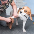 犬の飼い主がやり過…