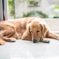 犬はストレスを溜め…