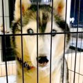 飼育放棄された『10k…