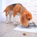 犬にとっての良質な…