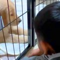 『僕は大型犬のお世…