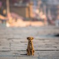 どうしよう！愛犬が…