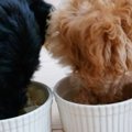 笑顔が増える多頭飼…