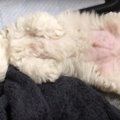 ビションフリーゼ赤…