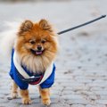 犬にもビタミンは重…