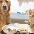 犬と猫に『納豆』食…