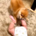 犬が『赤ちゃんの足…