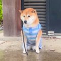 犬が散歩中に『雨宿…