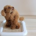 犬がトイレ中にする…