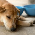 犬が体調を崩してい…