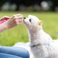 犬に与えるべきでは…