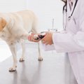 犬が爪切りをさせて…