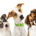 犬が首をかしげる理…