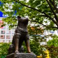 忠犬ハチ公の犬種は…