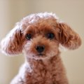 4ヶ月のトイプードル…