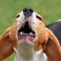 犬に嫌われる人が自…