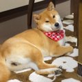 『1ヶ月ぶりの息子の…
