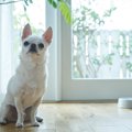 犬の散歩直後にご飯…