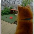 『ご飯どうぞ』ネズ…