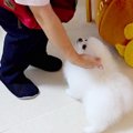 犬がいる家に『エア…