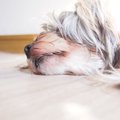 ペットロスー私の体…
