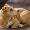 犬の「寝床」におい…