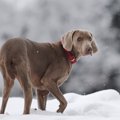 犬が同じ場所をくる…