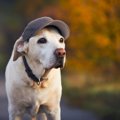 犬に『帽子を被らせ…