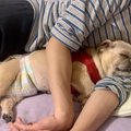 ペットショップで保…