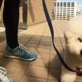 強風になびく真っ白…