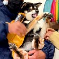 雨の日、犬を散歩に…