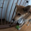 怖がりの元野犬が心…