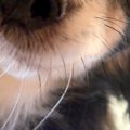 『犬のベッドで寝落…