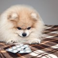 犬の胃腸炎 原因や症…