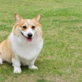 短足犬の足が短い理由
