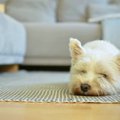 なぜ犬は外で飼うべ…
