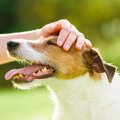 犬の免疫力が弱って…