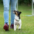 犬の作業能力は『飼…