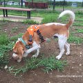 犬の食糞の原因と対…