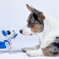 犬をおとなしくさせ…