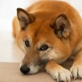 犬が見せる「不満サ…