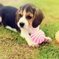 犬を遊びに誘っても…
