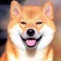 犬が『好き』を表現…