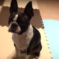 ドックランでアクシ…