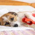 犬に『絶対にやって…