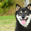 日本犬が海外で人気…