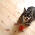 愛犬との「良い遊び…
