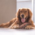 犬が食べても安心な…