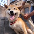 柴犬のトリミング方…